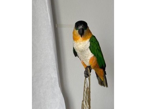 Caique papağanı (siyah başlı caique)