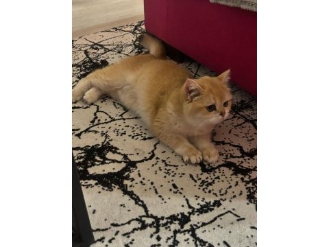 Özel hissettiren golden british shorthair kedim