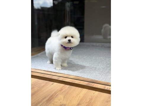 Sağlık ve ırk garantili pomeranian köpeği