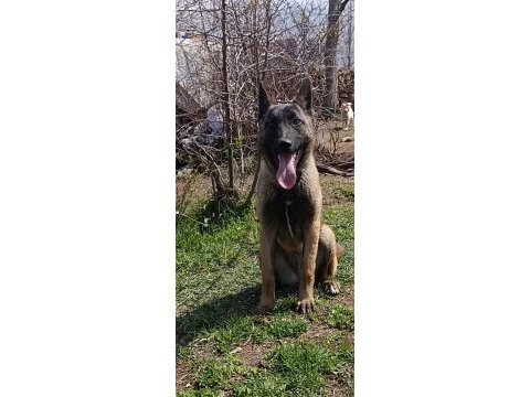 5 aylık dişi belçika kurdu bebek