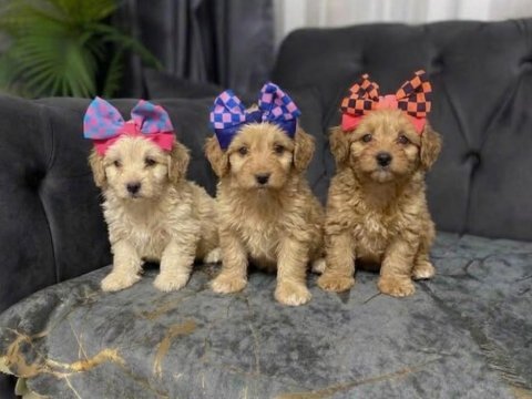 Maltipoo güzellikler