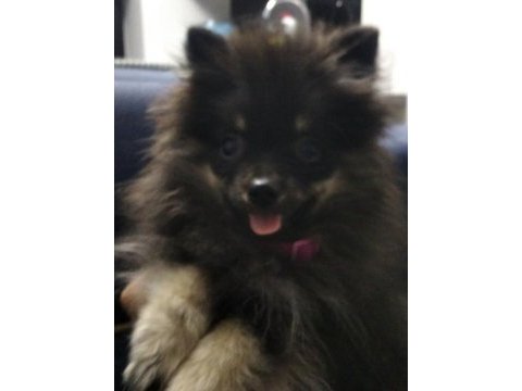7 aylık dişi şecereli aşıları tam çipsiz pomeranian
