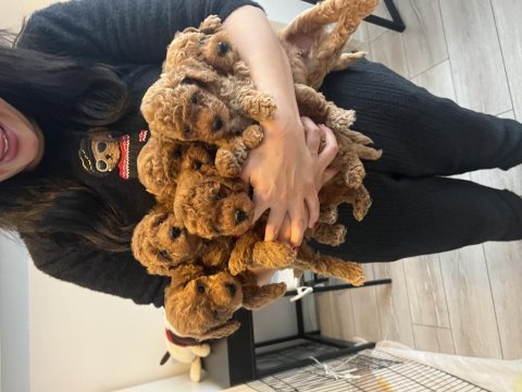 Evimizin kıvırcık poodle bebekleri
