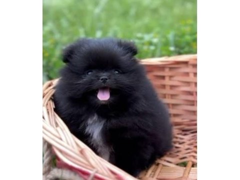 Pomeranian boo siyah erkek