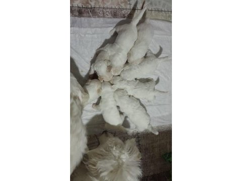 Orijinal malta maltese terrier yavrular