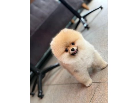 Üretim çiftliğinden efsane ayı surat pomeranian