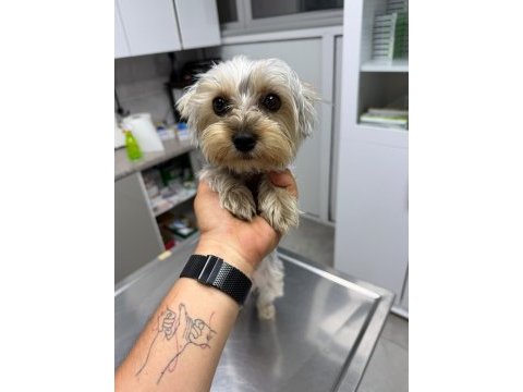 1 yaşında yorkshire terrier