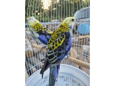 Nadir renk erkeği elegans rozella çift