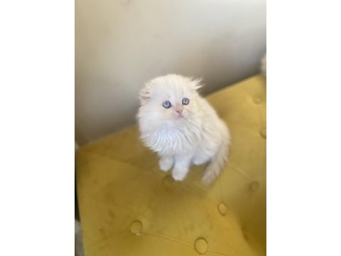 Scottish fold longhair dişi