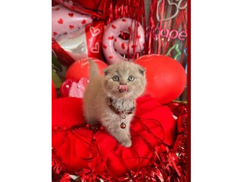 Safkan british shorthair ve scottish fold yavrular