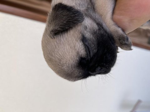 Dişi.1.5 aylık oyuncu pug adana
