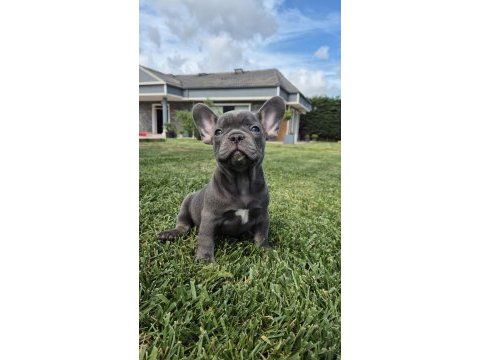Blue french bulldog yavruları istanbul 