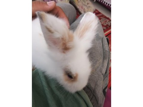 Teddy hollanda lop yavru tavşan