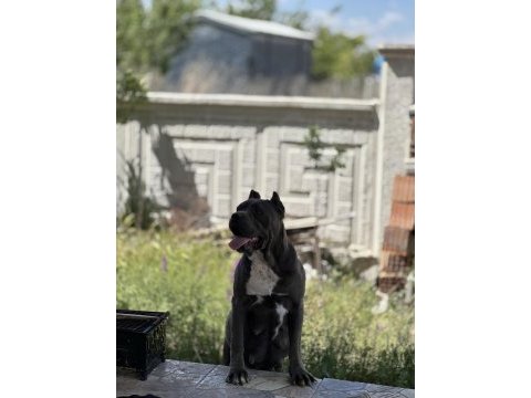 Yeni sağlam cane corso yavruları