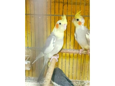 Hobiciden bebek sultan papağanlar