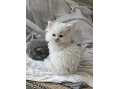 Yavru british longhair (uzun tüylü)