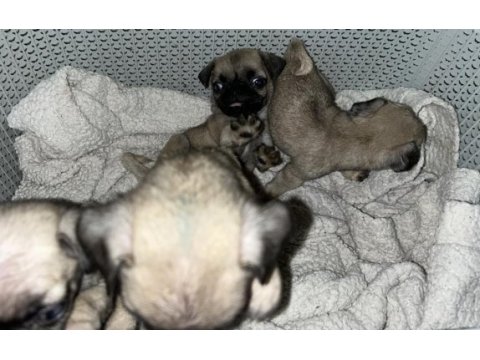 Orijinal saf ırk pug yavrular