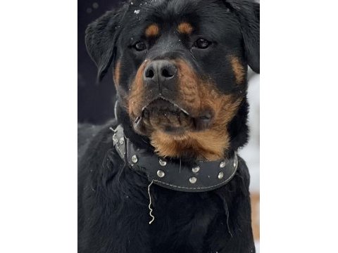 Erkek rottweiler