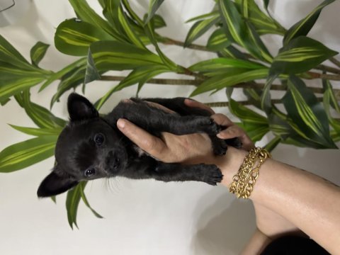 Pinscher değil chihuahua veriyoruz