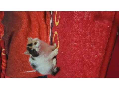 Full şecereli şampiyon kan hattı snoppy exotic shorthair