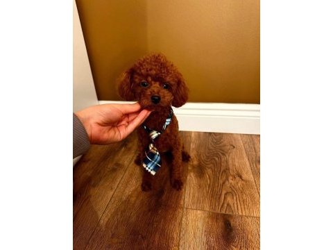 Poodle eşleşme ilanıdır