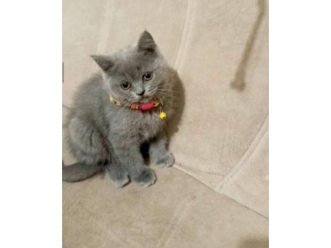 Yavru british shorthair mama tuvalet eğitimi verildi