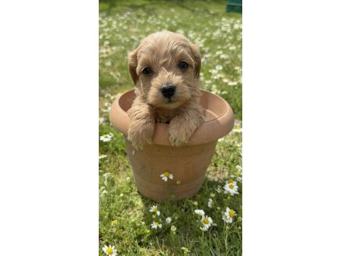 Morkie yavrular