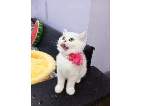 Safkan scottish fold ve straight yavrular catteryden