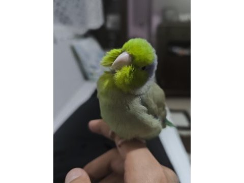 Erkek forpus evcil ele alışık