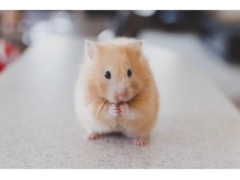 Suriye hamster vardır