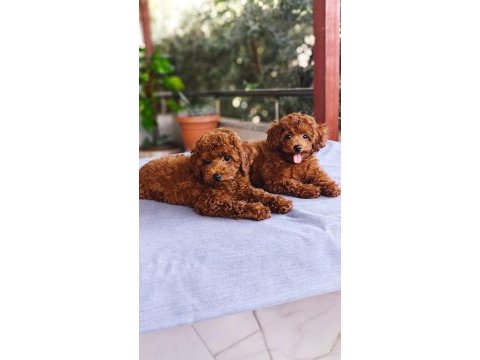 Toy poodle köpekler
