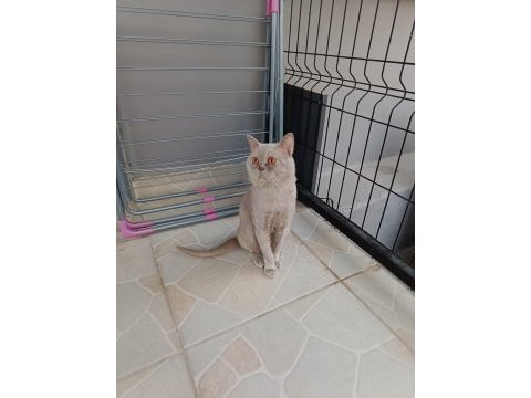 Lilac british shorthair kedimiz
