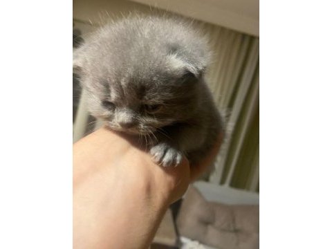 Masrafına scottish fold