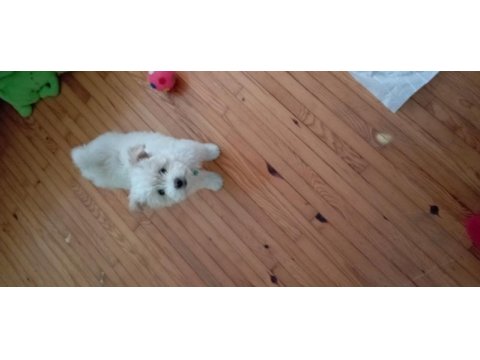 Maltipoo yavru