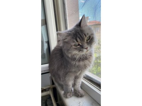 British longhair yavrumuz