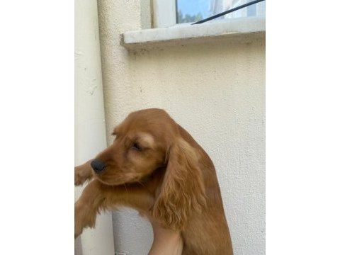 Cocker yavruları antalya acil