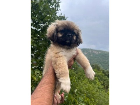 Pofuduk bebekler pekinez