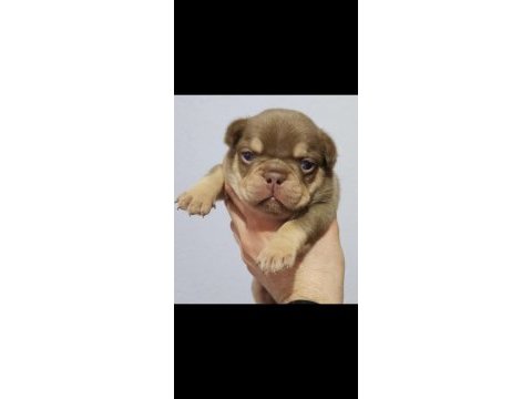 New shade rojo and tan erkek french bulldog yavrumuz