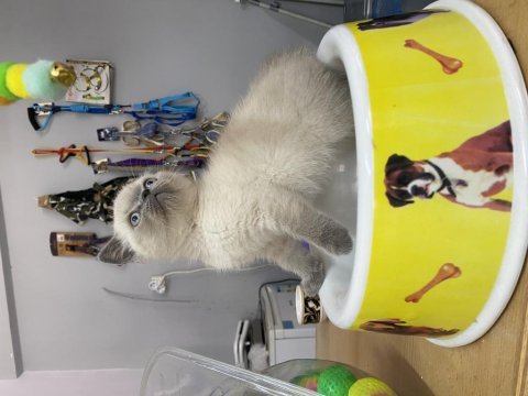 Blue point british shorthair