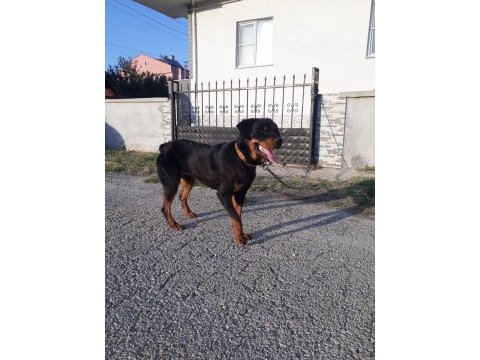 Pasaportu olan aşılarının hepsi tamamlanmış erkek rottweiler
