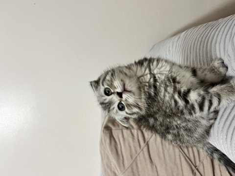Scottish fold yavrularımız