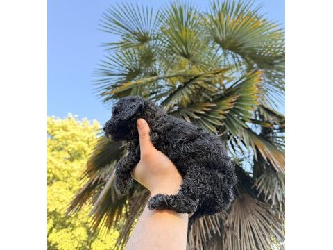 Özel renk teacup poodle wc (pet) eğitimli