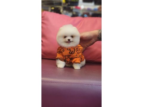 Birbirinden güzel pomeranian bebeklerimiz