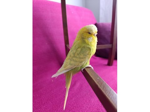 Dişi jumbo muhabbet kuşu