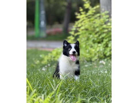 Border collie yavru köpekler