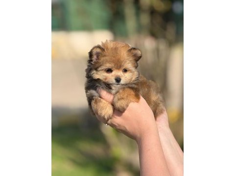 Pomeranian poodle pomapo yavrumuz
