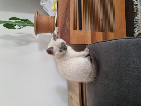 British shorthair kedimiz