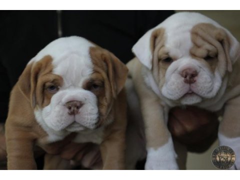 Sitenin en renkli bulldog yavruları