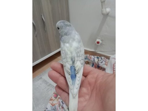 Jumbo yavrum