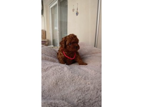 Kore kan red dark ve apricot orjinal poodle yavrular